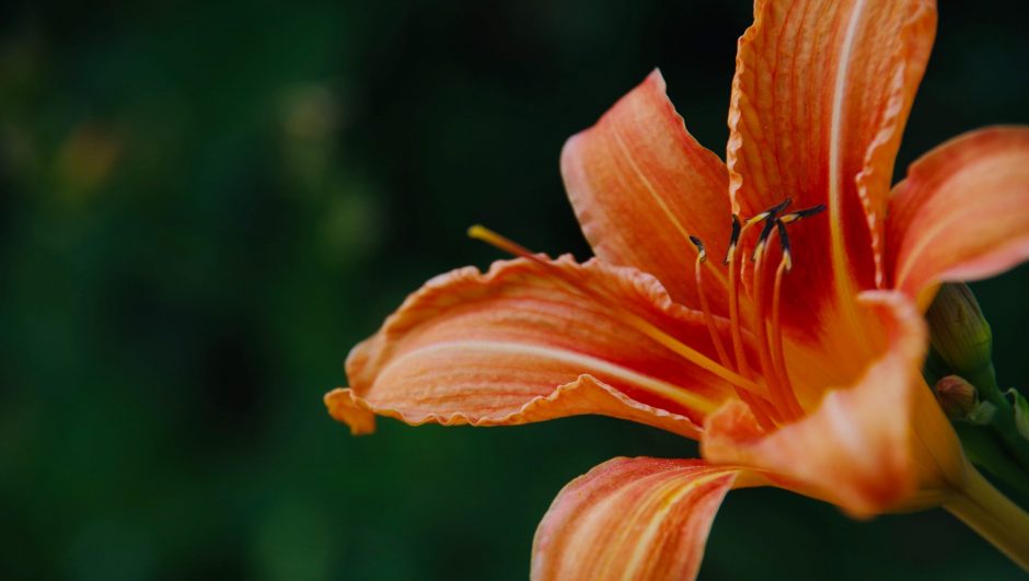 Orange daylily flower