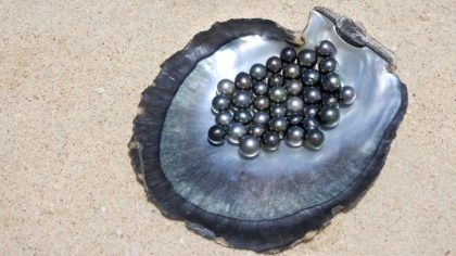 Flat lay view of excellent Round Tahitian Black Pearls on a Black lip oyster shell.
