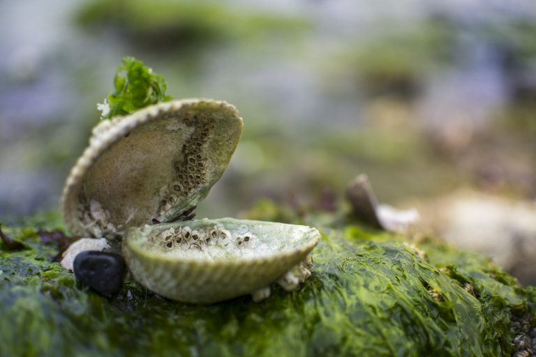 wet clam in a lake