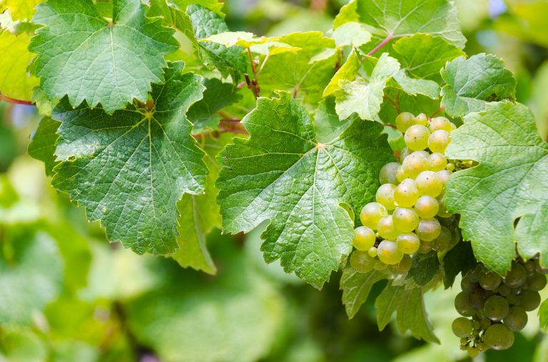 grapes for white wine