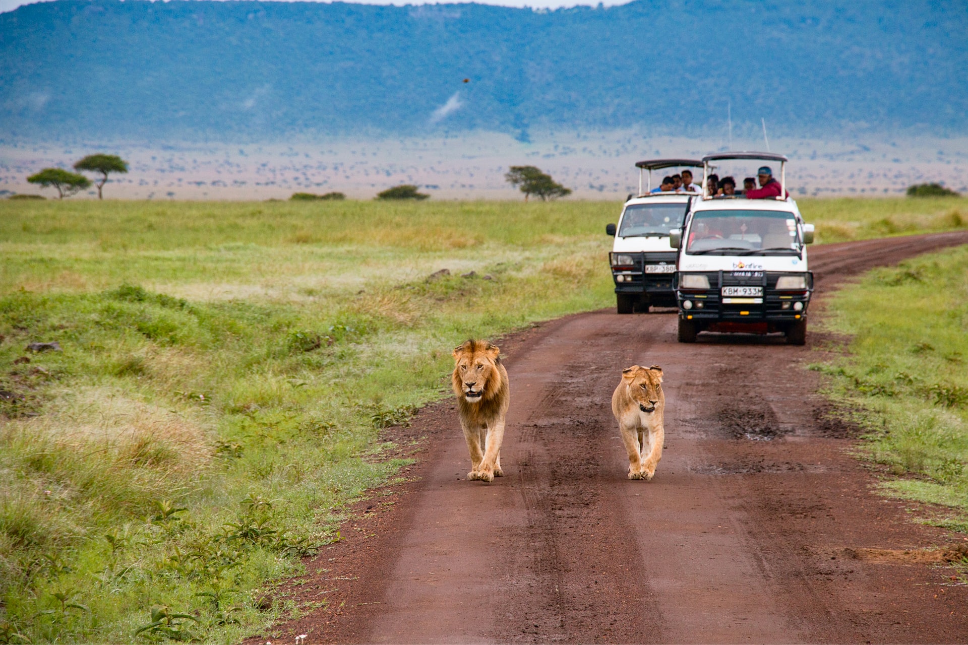 lions in kenya