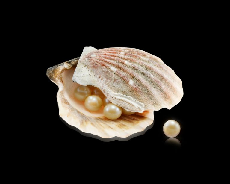 oyster seashell with pearls
