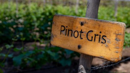 PINOT GRIS Wine sign on vineyard. Vineyard landscape.
