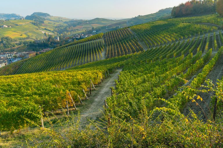 Barolo and Nebbiolo wine vineyard