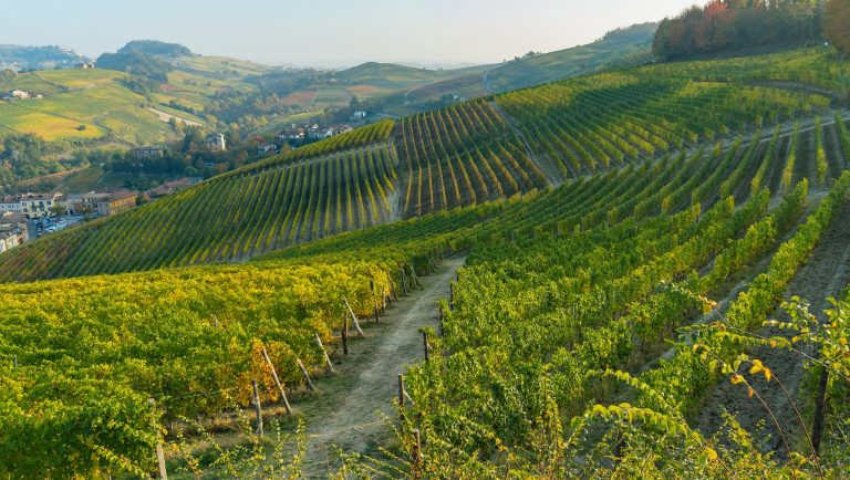 Barolo and Nebbiolo wine vineyard