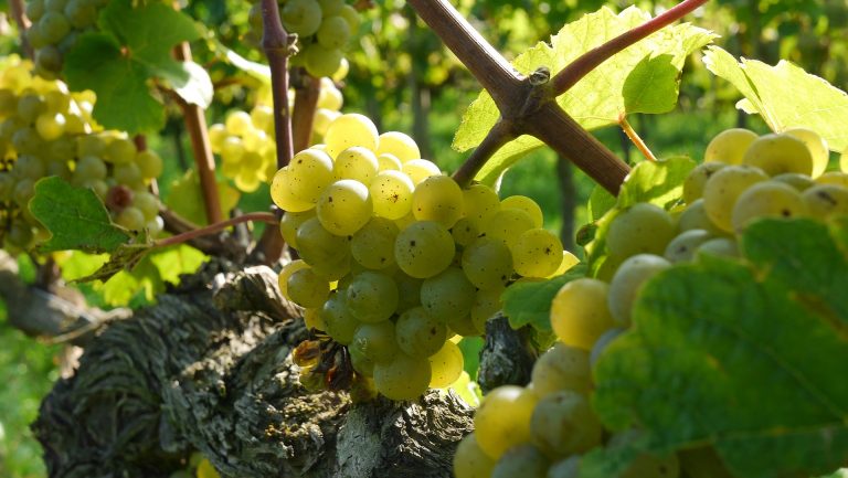 Riesling Wines grapes