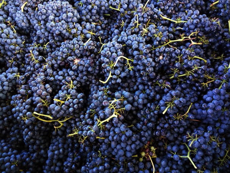 Shiraz grape dark blue wine