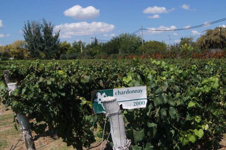 chardonnay vineyard