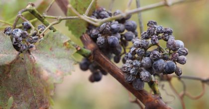 ice wine grapes