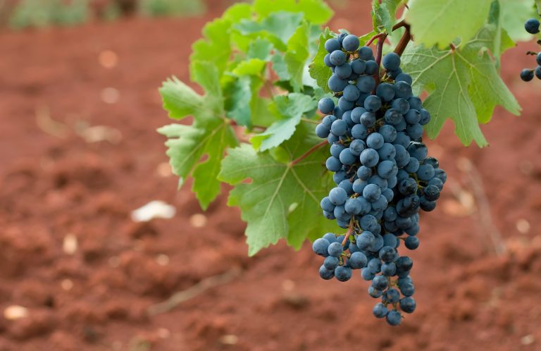 Blue Grapes. Concord Grape (Vitis Labrusca), Selective Focus.