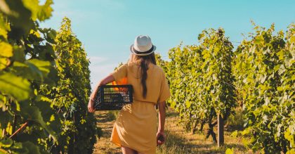 vineyard grape picking