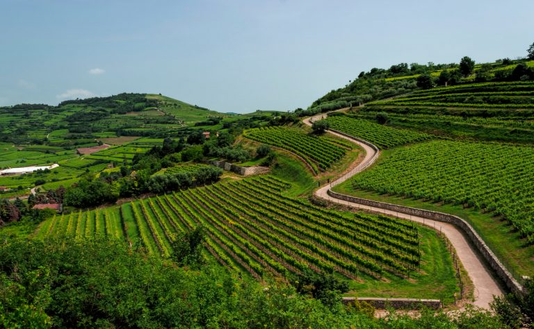 Soave, Italy. Country road among the vineyards on the hills.