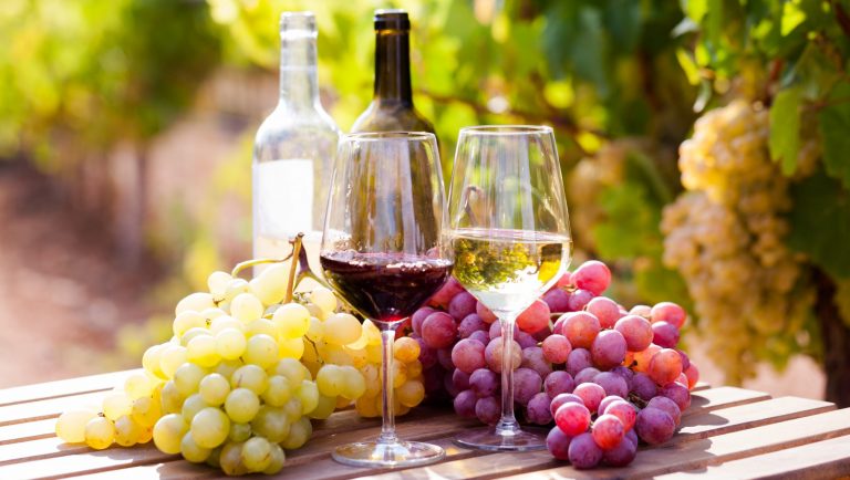 glasses of red and white wine and ripe grapes on table in vineyard at sun day