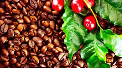Where Do Coffee Beans Come From Origins & Processing Explained