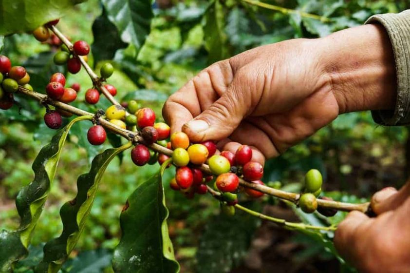Which Coffee Plants Do Farmers Grow?