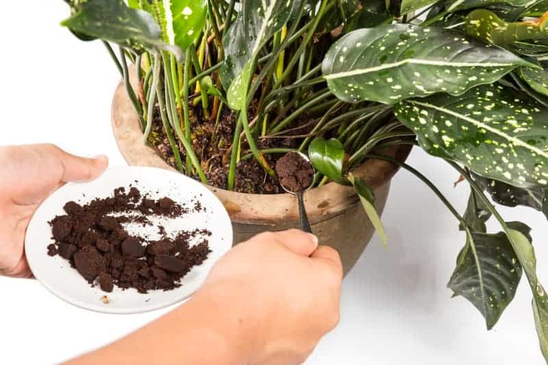 Recycle Your Coffee Grounds