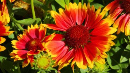 A Complete Guide To Growing Blanket Flowers