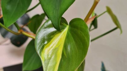 A South America Staple Learn How to Grow a Philodendron Brasil
