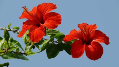 Add A Tropical Touch How to Grow & Maintain A Hibiscus Bush