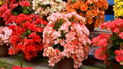 Beginners Gardener’s Guide How To Grow Begonias 