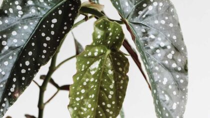 Beginners Guide To Growing Begonia Maculata 