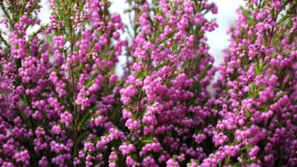 Everything You Need to Know About Growing a Heather Plant