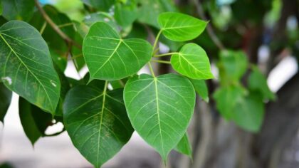 Gardening Guide How To Grow Ficus Audrey 