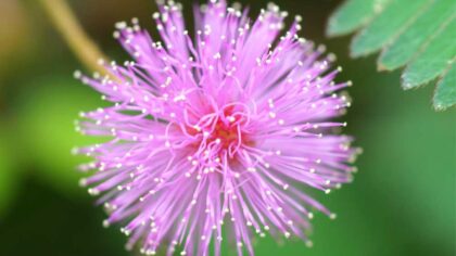 Gardening Guide How to Grow a Mimosa Plant