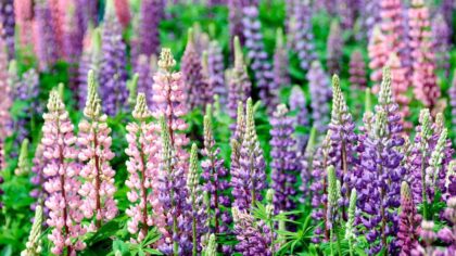 Green Thumb Guide How to Grow Lupine