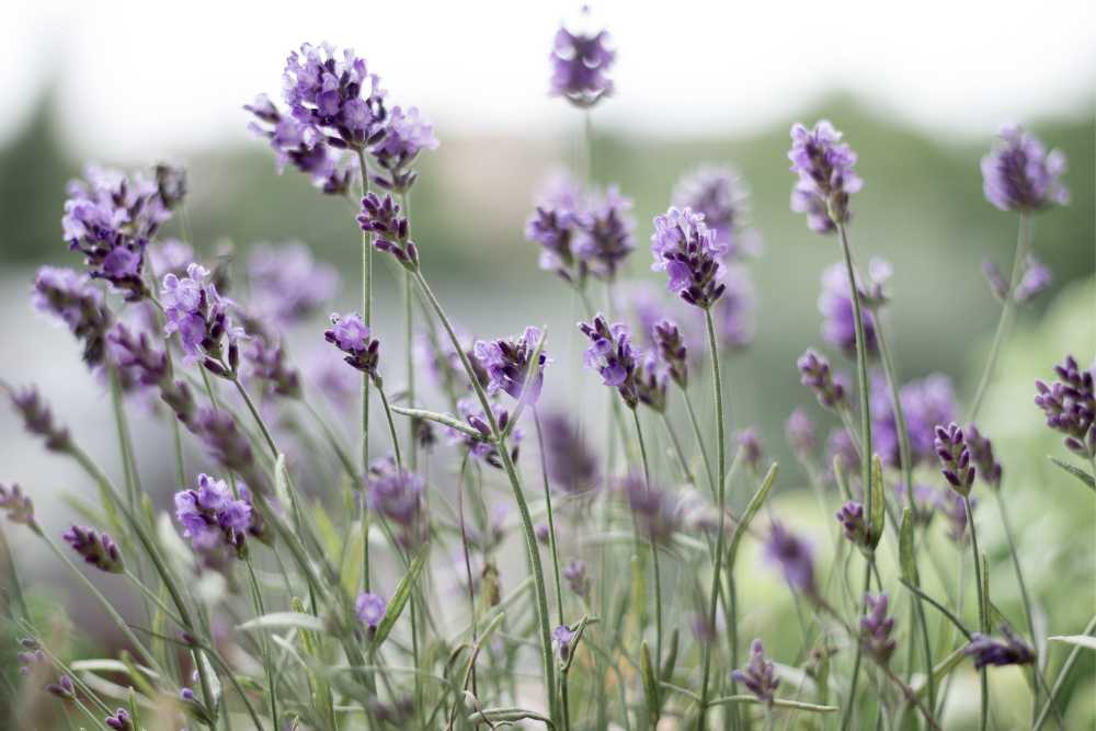 How to Grow Phenomenal Lavender Even if You Live in Zone 3 - Joybilee® Farm, DIY, Herbs, Gardening