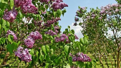 Growing Lilac Trees The When, Where and How Of Growing Lilacs
