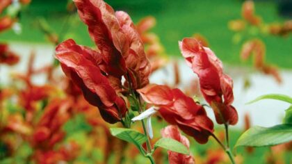 How To Grow And Care For A Shrimp Plant