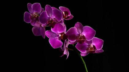 How To Grow & Care For Purple Orchid Livermore