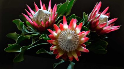 How To Grow Protea Flowers In Your Garden