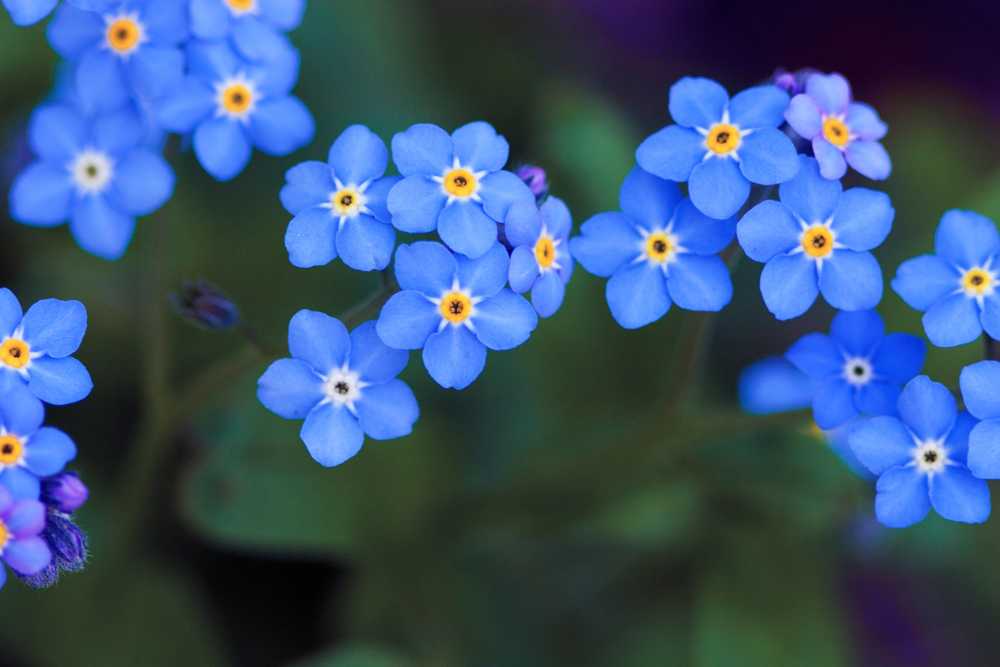 How To Grow Forget Me Nots At Home