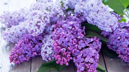 Pretty Purple Plants: How To Grow Lilac