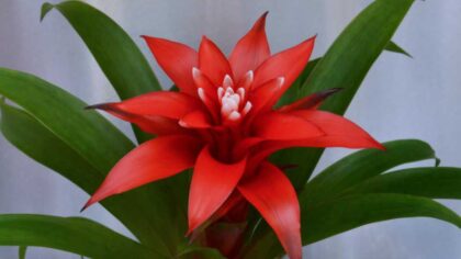 Showstopping Bromeliads－How To Grow And Care For Them 