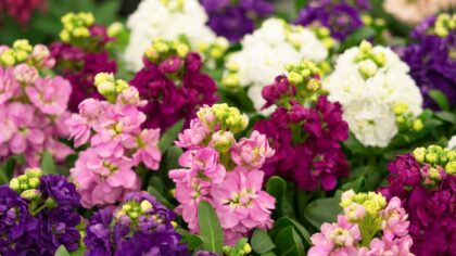 Stock Flowers Growing Guide For Every Gardener