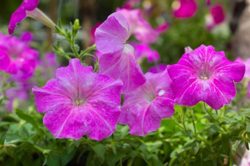 What Is The Meaning Behind Petunias?