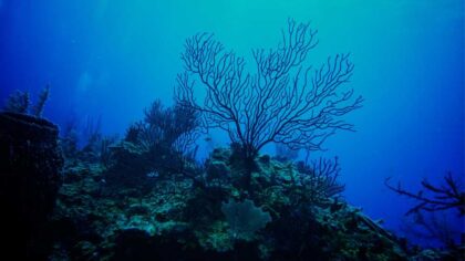 Black Coral Meanings, Properties, Facts and More
