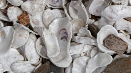 Oyster Shell Meanings, Properties, Facts and More 